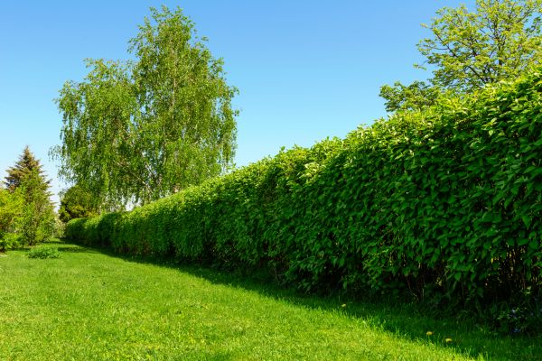 Hedge Replacement in Bloomington