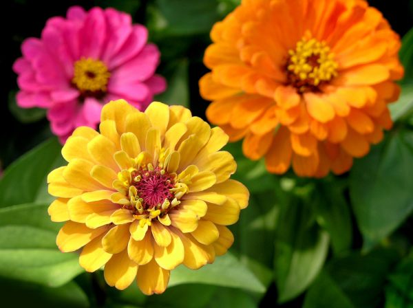 Zinnia Planting in Bloomington
