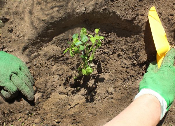 Rose Bush Planting in Bloomington