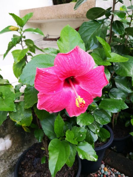 Hibiscus Planting in Bloomington