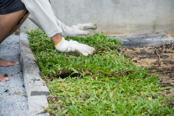 Ground Cover Planting in Bloomington
