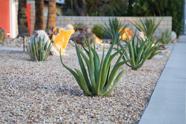 Drought Resistant Landscaping in Bloomington