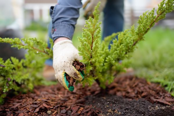 Church Mulching in Bloomington