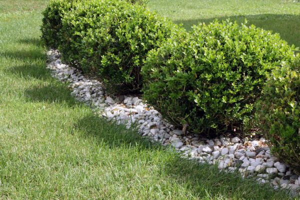 Boxwood Planting in Bloomington