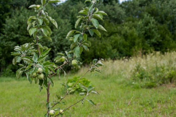 Apple Tree Planting in Bloomington
