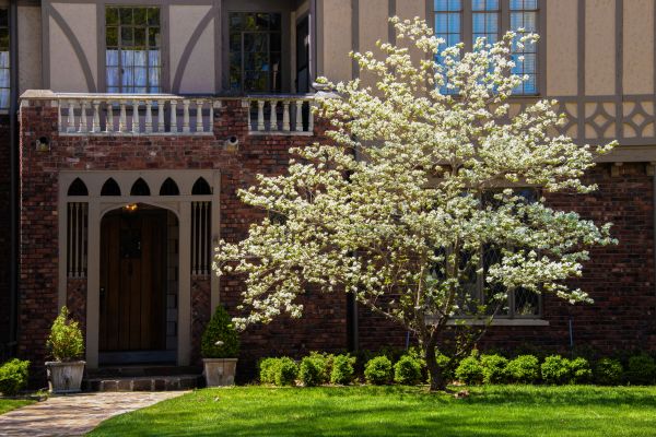 Dogwood Tree Planting in Bloomington